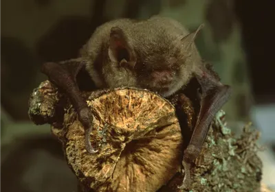 little brown bat myotis lucifugus white-nose syndrome california little brown bat myotis lucifugus white-nose syndrome california